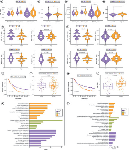 Figure 8. Response to immunotherapy and functional enrichment analysis of the risk signatures. Comparison of tumor microenvironment (TME) scores between the low- and high-risk groups in lncRNA (A) and mRNA (B) risk signatures. (C, D) Variation in Tumor Immune Dysfunction and Exclusion scores between the low- and high-risk groups in the lncRNA (C) and mRNA (D) risk signatures. Differences in response to immunotherapy between the low- and high-risk groups in lncRNA (E) and mRNA (F) risk signatures. Kaplan–Meier curves for patients with bladder cancer (BLCA) in the IMvigor210 cohort after implementation of the lncRNA (G) and mRNA (H) risk signatures. Immunotherapy response analysis for patients with BLCA in the IMvigor210 cohort after the implementation of the lncRNA (I) and mRNA (J) risk signatures. Gene Ontology enrichment analysis of genes in t lncRNA (K) and mRNA (L) risk signatures.BP: Biological process; CC: Cellular component; CR: Complete response; IPS: Immunophenoscore; MF: Molecular function; PD: Progressive disease; PR: Partial response; SD: Stable disease.