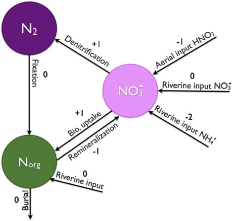 Fig. 2 Simplified representation of the marine nitrogen cycle. The ammonium is assumed instantly nitrified. The numbers coupled to the arrows are the alkalinity effect associated with each exchange process.