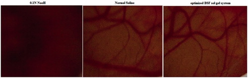 Figure 4. Het-Cam photograph for ocular irritation study treated with (A) 0.1 N NaOH, (B) Normal saline (C) Optimized BSF sol–gel system.