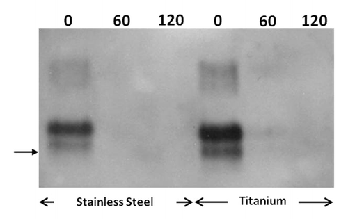 Figure 2. Photo-Fenton treatment of stainless steel and titanium wires contaminated with the 263K scrapie strain. Western blotting of PrP adsorbed on the surface of wires previously incubated with 10% w/v 263K hamster brain homogenate and then, treated with 56 μg mL−1 Fe3+, 300 μg mL−1 h−1 H2O2, UV-A, pH: 3.5, at the indicated time points (min). Primary antibody: 6Η4 (Prionics, AG), visualization: CDP-Star substrate (New England Biolabs). Arrow: 32.5 kDa relative molecular mass marker.