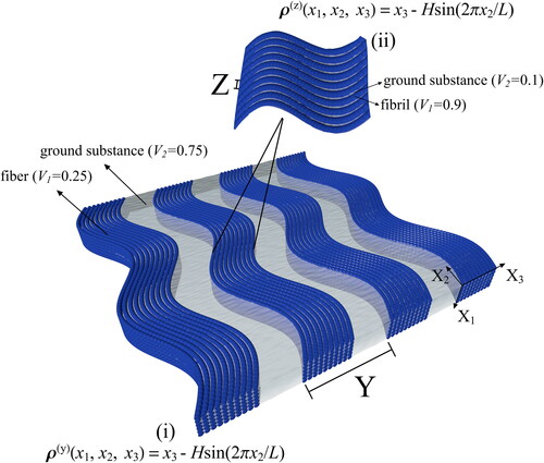 Figure 2. The hierarchical structure of the dermis similar to Figure 3(v–vi) of Sherman et al. [Citation39]. The figure presents a relation with the Figure 1, where Figure 1 (b) and (c) correspond to Figure 2 (i) and (ii), respectively.