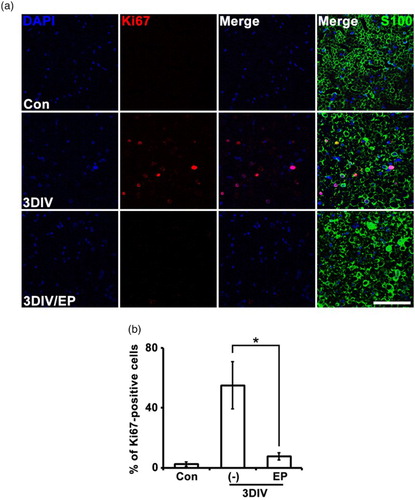 Figure 4. EP (10 mM) suppresses Schwann cell proliferation during Wallerian degeneration. (a) Cross-sections of mouse sciatic explants were double-immunostained for Ki67 (red, cell proliferation marker) and S100. Scale bar = 50 μm. (b) Mean percentage of Ki67-positive cells shown in (a) among 200 DAPI-positive cells. *P < .001 compared the non-treated explants at 3DIV, n = 4.