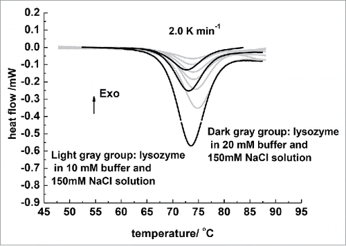 Figure 2. DSC curves of different concentrations lysozyme in phosphate buffer with different concentrations. The heat-up rate was 2.0 K/min. The light gray DSC curves denote lysozyme in 0.010 M buffer. From the top to the bottom, the lysozyme concentration was 10, 20, 30, 40, 60, and 80 mg/mL. Dark gray DSC curves denote lysozyme in 0.020 mol/L phosphate buffer. From the top to the bottom, the lysozyme concentration was 30, 60, and 150 mg/mL.