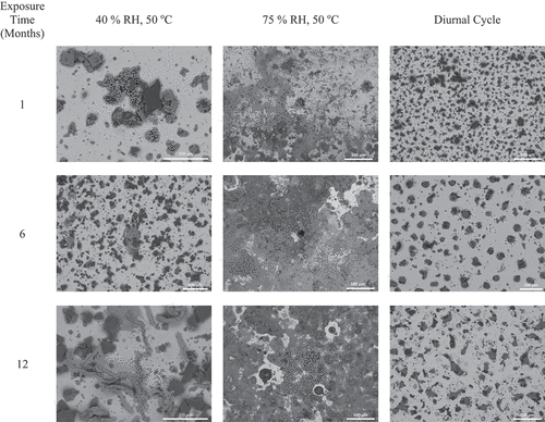 Fig. 12. Post-exposure SEM images prior to removal of corrosion products and residual salts and dust for 300 μg/cm2 of sea salt and 300 μg/cm2 of SIL-CO-SIL 75 dust at three exposure times: 1, 6, and 12 months.