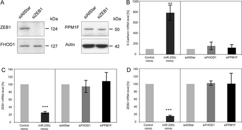 Fig 6 Effects of FHOD1 and PPM1F on the actin cytoskeleton are independent of the ZEB/E-cadherin axis. (A) MDA-MB-231 cells were transfected with control siRNA (siAllStar) or siRNA directed against ZEB1. Forty-eight hours after transfection, protein was isolated and expression levels of ZEB1, FHOD1, and PPM1F were assessed by Western blotting. β-Actin was used as a loading control. (B to D) MDA-MB-231 cells were transfected for 24 h with microRNA mimics or siRNAs. RNA was isolated, and E-cadherin, ZEB1, and ZEB2 transcript levels were quantified by qRT-PCR. ACTB and HPRT were used as housekeeping-gene controls.