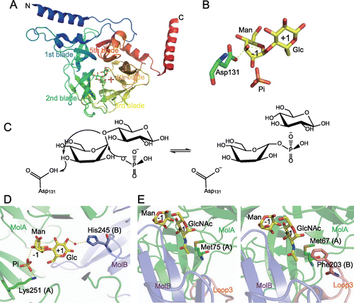 Fig. 4. Structure–function relationship of GH130_1 and GH130_2 mannoside phosphorylases.