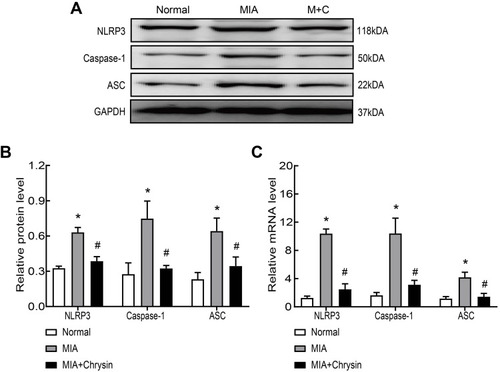 Figure 2 Chrysin suppressed MIA-induced NLRP3 inflammasome activation in vivo. (A and B) Western blot was performed to detect NLRP3, caspase1 and ASC protein expression in the groups. Chrysin exerted an inhibitory effect. (C) QRT-PCR was performed to detect NLRP3, caspase1 and ASC mRNA expression in the groups. Chrysin exerted an inhibitory effect. Statistical data of the three independent experiments are expressed as the mean ± SD, and significant differences among the groups are shown as * P < 0.05 vs the Normal group and #P < 0.05 vs the MIA group.