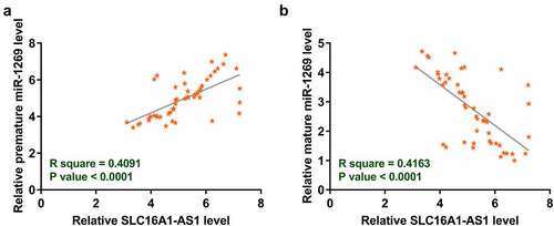 Figure 2. Correlations between SLC16A1-AS1 and mature or premature miR-1269. The correlation of SLC16A1-AS1 with mature (a) or premature miR-1269 (b) was analyzed using Pearson’s correlation coefficient.