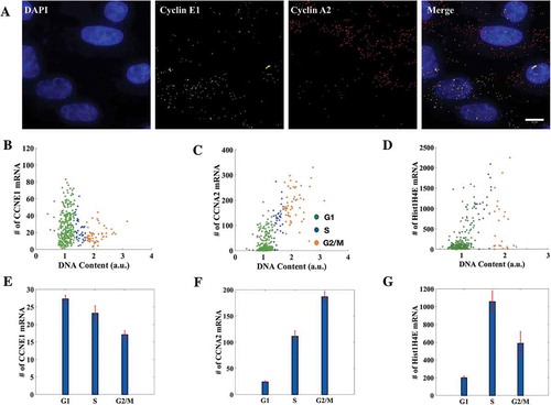 Figure 2. Cell cycle staging from imaging conforms with the expression profiles of histone and cyclin mRNAs. (a) smFISH was done for Cyclin E1 and Cyclin A2 simultaneously on the same population of HeLa cells (376 cells in total. Scale bar: 10μm). (b, c, d) Distributions of Cyclin E1 (CCNE1), Cyclin A2 (CCNA2) and Histone H4 (Hist1H4E) mRNAs with respect to DNA content. Each dot represents an individual cell. (E, F, G) Mean mRNA numbers for Cyclin E1, Cyclin A2 and Histone H4 in respective cell cycle phases. The mean mRNA counts for Cyclin E1 for cells in G1, S and G2 phases of the cell cycle were 27 ± 1, 23 ± 2 and 17 ± 1 respectively while for Cyclin A2 they were 24 ± 2, 111 ± 11 and 186 ± 9 and for Histone H4 they were 199 ± 20, 1057 ± 120 and 586 ± 132. On average, G2/M cells had the highest number of Cyclin A2 mRNA and lowest of Cyclin E1 mRNA and vice versa for G1 cells. Histone H4 mRNA number peaked in the S phase as obtained from the analysis (284 cells in total). (Errorbars are standard errors. See also Supplementary Figure S2-A and S2-B.).