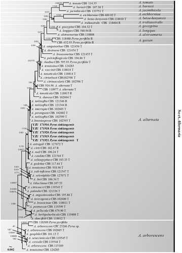 Figure 3. The phylogentic tree using 64 strains of sect. Alternaria based on ITS, GAPDH, TEF1, RPB2, Alt a1, OPA10-2, and EndoPG gene sequences. The Bayesian posterior probabilities (PP) > 0.65 and RAxML bootstrap support values (BP) > 65% are given at the nodes (PP/BP). The type strain or ex-type strain is indicated with T and representative strain is R.