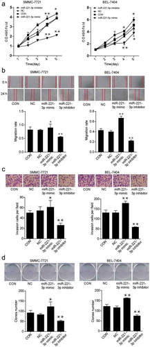 Figure 2. The effects of miR-221-3p on viability, migration, invasion, and proliferation in SMMC-7721 and BEL-7404 cell lines. (a) The cell viability was detected by MTT assay after transfection with miR-221-3p mimic, miR-221-3p inhibitor, negative control RNA for continuing five days. All the OD values were read at 490 nm. (b) Wound healing assay was used to assess the effect of miR-221-3p on migration rate. SMMC-7721 and BEL-7404 cells were transfected with miR-221-3p mimic, miR-221-3p inhibitor, and negative control RNA. Migration rate was defined as the ratio of migrating distance at 24 h to cell spacing at 0 h. (c) The ability of invasion was detected by transwell assay in SMMC-7721 and BEL-7404 cells in different groups. SMMC-7721 and BEL-7404 cells were transfected, as stated in Methods. The X-axis represents different groups depending on the transfection reagents, and the Y-axis represents the invasion cell number. (d) Colony foci formation results of transfected SMMC-7721 and BEL-7404 cells. The X-axis represents different groups, and the Y-axis represents the number of clones. All the bars in the figure represent mean ± SD from three independent experiments. * p < .05 and ** p < .001, compared with con (blank control) group