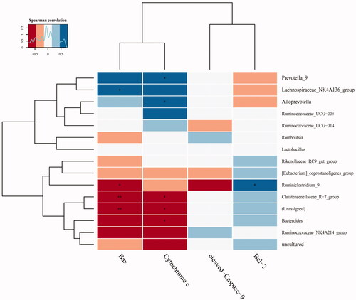 Figure 7. Heatmap of correlations between mitochondrial apoptosis and gut microbiota in the top 15 genera samples. (*, **) indicates a significant correlation (p < 0.05, p < 0.01). Correlation was determined by the Pearson correlation index.