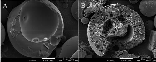 Figure 10. Internal structure of GeXIVA[1,2] microspheres.: (A) Trehalose is not added to the inner water phase; (B) Trehalose is added to the inner water phase.