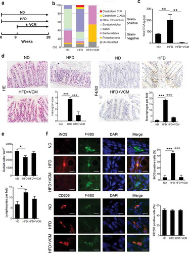 Figure 1. Vancomycin treatment changes gut microbiota and alleviates HFD-induced colonic pro-inflammatory macrophages infiltration. (a) Animal treatment procedure (ND, n = 5; HFD, n = 6; HFD+VCM, n = 6). (b) Stool samples were analyzed by 16S rDNA sequencing and the relative abundance of OTUs in the fecal bacterial community is shown. Data represent the mean of three mice per group. (c) Fecal DCA concentrations. (d) Representative HE and F4/80 staining as well as histological score of colon sections of differently treated mice (Scale bar, 50 µM). Quantification of IHC staining was exhibited as the number of F4/80 positive cells per field (n = 5). (e) Quantification of the number of goblet cells per mm2 (upper panel) and lymphocytes per field (bottom panel). (f) Representative iNOS (red), F4/80 (green), CD206 (red) and DAPI (blue) immunofluorescence staining of colon tissues from ND, HFD and HFD plus vancomycin treated mice (Scale bar, 10 µM). The histograms indicate the percentages of iNOS or CD206 positive cells in macrophages (F4/80+). **: p < .01; ***: p < .001. Error bars indicate s.e.m.