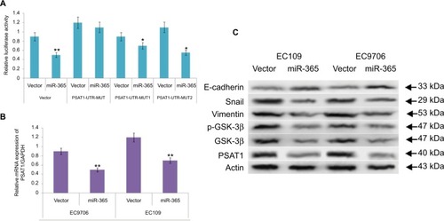 Figure 5 (A) Results of luciferase activity assay confirm miR-365-induced suppressive action of the wild-type PSAT1 3′-UTR luciferase and not of the mutant 3′-UTR luciferase in human embryonic kidney-293 cells. (B) The abnormal expression of miR-365 in selected esophageal cell lines (EC109 and EC9706) suppressed the mRNA expression of PSAT1. (C) Western blot analysis for expression of PSAT1, E-cadherin, Snail, Vimentin, GSK-3β, and phosphorylated GSK-3β.Note: *P<0.01 and **P<0.001.Abbreviations: miR-365, miRNA-365; PSAT1, phosphoserine aminotransferase 1; 3′-UTR, 3′-untranslated region.