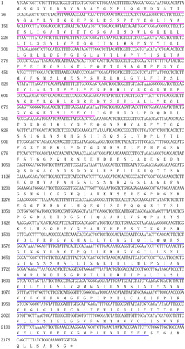 Figure 1. Nucleotide sequence of CsTST2 and its deduced amino acids. The N- and C-terminal MFS domains are underlined by purple and blue, respectively. The termination codon is marked by an asterisk.