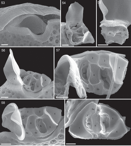 Figs 53–59. Periflagellar area of Prorocentrum micans (SEM). Fig. 53. Apical view of a cell (strain A10), whose periflagellar area was detached revealing the shape of the apical notch of both thecal plates. Fig. 54. Ventral apical view of the periflagellar area (strain D10). Fig. 55. Posterior dorsal view of a detached periflagellar area (strain A10) showing the internal extension of accessory and flagellar pore. Figs 56–58. Apical view of the periflagellar area (Figs 56, 58: strain A10; Fig. 57: strain B11). Note that in Fig. 58, a bent short list of platelet 8 is covering and hiding the accessory pore. Fig. 59. Internal view of the periflagellar area (strain B11). ap = accessory pore, fp = flagellar pore. Scale bars = 1 µm.