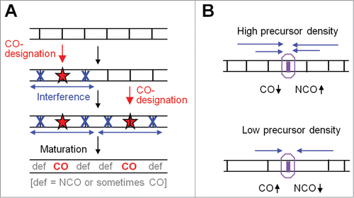 Figure 4. The logic of beam-film model and CO homeostasis. (A) The general logic of the beam-film model (from ref.Citation10). The "designation driving force" works on an array of precursors (vertical black lines) and promotes CO designation (red stars) with resulting spreading of the interference signal outward in both directions, dissipating with distance. Sequential CO designations with ensuing spreading interference signals lead to COs that tend to be evenly spaced (text). (B) Crossover homeostasis from the perspective of an individual DSB-mediated recombinational interaction according to the logic of the BF model. Crossover homeostasis results from interplay between precursor density and spreading interference.Citation6,10,11 At high (low) precursor (vertical black lines) density, a precursor will be more (less) affected by the spreading interference signal (blue arrows) from nearby crossover-designations and thus will be less (more) likely to be a crossover.