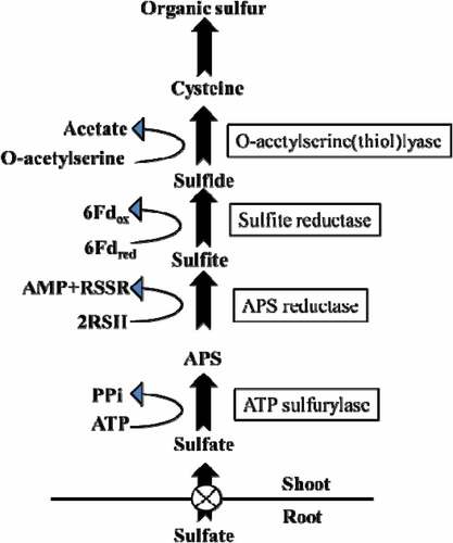 Figure 2. Sulfate reduction and assimilation pathway in plants. (adopted from the Ph.D. thesis, Om Prakash Narayan, school of life sciences, Jawaharlal Nehru University (2018).