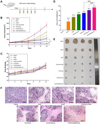 Figure 7 In vivo antitumor efficacy of CUCA/GA&Gal-Lip. (A) Schematic design of antitumor therapy. (B) the tumor volumes and (C) body weights were measured once every other day for 7 times. (D) The tumor growth-inhibition rates and (E) images of excised tumors of different formulations treatment groups. (F) Images of H&E staining for tumors. ***P < 0.001. Data expressed as mean ± SD (n=4). Scale bar, 100μm.