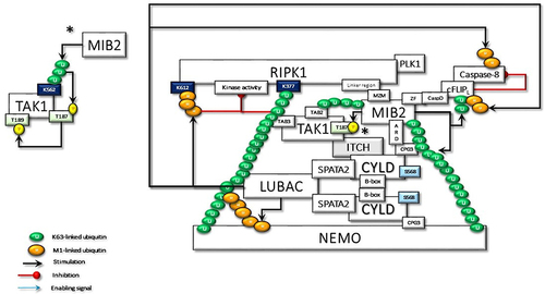 Figure 4 The CYLD-SPATA2-LUBAC association enhances the linear ubiquitination function of LUBAC. Activated LUBAC, associated with K63 linked ubiquitin chains on RIPK1, adds Met1-linked ubiquitin chains on K63-linked ubiquitin chains. K63/Met1-hybrid ubiquitin chains on RIPK1 recruit NEMO for the activation of canonical IKKs. RIPK1 in the TNF-R1sc interacts with the MZM motif of MIB2 through its linker region. Thus, activated MIB2 autoubiquitinates itself with K63-linked chains, which facilitates its interaction with the third CAP-Gly domain of CYLD by its ankyrin repeat domain (ARD). MIB2 also interacts by its zinc finger (ZF) motif to the caspase domain (CasD) of c-FLIPL and then decorates it with K63-linked ubiquitin chains. Furthermore, CYLD-associated LUBAC conjugates M1-linked ubiquitination chains on c-FLIPL. Thus, the hybrid K63/Met1 ubiquitin chains stabilize c-FLIPL to inhibit the caspase-8 activity. In addition to the scaffolding activities, K63-linked and Met1-linked poly-ubiquitin chains on RIPK1 block its kinase activity. K63-linked ubiquitin chains on MIB2 interact with TAB proteins for the recruitment and the activating phosphorylation of TAK1, which is also associated with CYLD-bound ITCH. Following TAB-driven interaction with TAK1, MIB2 may ubiquitinate the K562 residue, which may promote autophosphorylation of TAK1 at T187 and subsequent phosphorylation at T189 (significance was denoted by an asterisk (*) and it has been moved to a free area and detailed in order not to confuse the main shape further in the figure). Besides K63-linked poly-ubiquitin chains on RIPK1, K63-linked chains on MIB2 may also provide support for the activation of CYLD-associated NEMO by providing an additional scaffold. PLK1 interaction with CYLD and RIPK1 may alter its mitotic activity as detailed in the text.