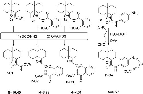 Figure 5. Coupling of the GSM derivatives (6a, 7b, 7a, 8) with OVA for the preparation of coating antigens (P-C1, P-C2, P-C3, P-C4). N is the hapten/protein ratio in each GSM derivative-protein conjugate.