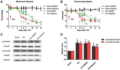 Figure 4 ALK5 specific-inhibitor Repsox attenuates TCI-induced cancer pain and p-Smad3 up-regulation. (A and B) Compared results observed from rats in the sham + DMSO group, mechanical pain and the thermal pain threshold were significantly decreased in the TCI + DMSO group and the TCI + RepSox group (***P < 0.001). Compared with the TCI + DMSO group, the TCI + RepSox group revealed significant increases in the mechanical pain threshold on days 6 and 7 (##P < 0.01 and ###P < 0.001); similarly, the thermal pain threshold increased significantly at T6 and T7 (###P < 0.001; n = 8). Behavioral evaluations were performed at 8 h after each intrathecal injection. (C and D) Western blots revealed that administration of RepSox resulted in reduced levels of activation of P-Smad3. Compared with the sham group, expression of P-Smad3L and P-Smad3C was significantly increased in both the TCI group and the TCI + DMSO group (***P < 0.001). Compared with results from the TCI group, the expression of P-Smad3L was significantly decreased in the TCI + RepSox group (##P < 0.01); the expression of P-Smad3C in the TCI + RepSox group was also significantly decreased (#P < 0.05; n = 4). Spinal tissues at L4 – L5 were collected 12 hours after the final injection.