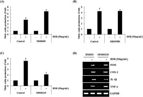 Figure 3. Effect of MAPK signalling pathway on HSR-mediated production of immunomodulators in RAW264.7 cells. RAW264.7 cells were pretreated with (A) PD98059 (ERK1/2 inhibitor, 20 μM), (B) SB203580 (p38 inhibitor, 20 μM) or (C) SP600125 (JNK inhibitor, 20 μM) for 2 h and then co-treated with HSR (50 μg/ml) for 24 h. NO level was measured by the Griess assay. (D) RAW264.7 cells were pretreated with SP600125 (JNK inhibitor, 20 μM) for 2 h and then co-treated with HSR (50 μg/ml) for 24 h. mRNA level was measured by the RT-PCR. *P < 0.05 compared to that for cells without HSR treatment.