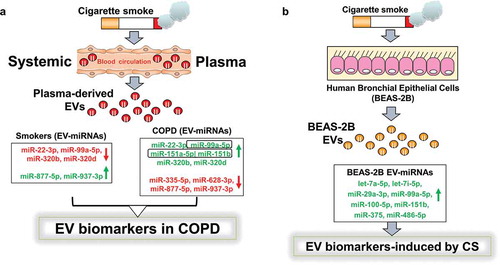 Figure 6. Schematic summary for the identified novel EV miRNA biomarkers from RNA-sequencing analysis and qPCR validation.(a) We isolated EVs from plasma samples of human subjects (non-smokers, smokers and patients with COPD). Summary from RNA-seq analysis showed significant miRNAs up- or down-regulated in smokers vs. COPD and non-smokers vs. COPD pairwise comparisons. (b) Selected miRNAs were further validated using BEAS-2B cells treated with and without CSE (0.5%) for 3 days. Total RNA from BEAS-2B EVs was isolated and cDNAs prepared to validate miRNAs identified in RNA-seq analysis using qPCR. A few of the miRNA targets significantly increased in non-smokers vs. smokers, non-smokers vs. COPD and smokers vs. COPD from RNA-seq analyses that correlate with qPCR validation and NanoString using in vitro BEAS-2B cells control vs. CSE treatment were highlighted in a box and bolded (see Figure 6(a)).