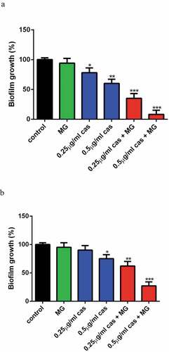 Figure 3. Interaction of MG and CAS against C.albicans biofilm. The biofilm growth of C. albicans SC5314 cells was determined by XTT reduction assay. (a) Effects of MG (16 μg/ml) and CAS (0.25, 0.5 μg/ml) alone or in combination on biofilm formation. MG and CAS alone or in combination was added after 90 min of cell adhesion. The biofilm cells were determined after incubated at 37°C for 24 h. (b) Effects of MG (16 μg/ml) and CAS (0.25, 0.5 μg/ml) alone or in combination on mature biofilms. C. albicans biofilm formed at 37°C for 24 h was washed twice with PBS, then fresh RPMI 1640 medium containing MG, CAS alone or in combination was added. The biofilm cells were were determined after incubated at 37°C for a further 24 h. Data were shown as the mean ± standard deviation of the independent assays in triplicate. *, P< 0.05; **, P< 0.01; ***, P< 0.001 as compared to the control group