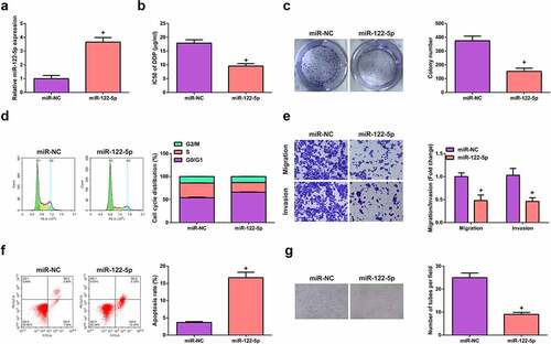 Figure 4. MiR-122-5p refrains SCLC cell chemotherapy resistance and VM formation. (a) Detection of cell transfection efficiency by RT-qPCR. (b, c) CCK-8 and colony formation assays to test cell proliferation. (d) Cell cycle examined by flow cytometry. (e) Cell migration and invasion detected by Transwell. (f) Flow cytometry to examine the apoptosis rate. (g) the tube formation of H446/DDP cells observed by three-dimensional culture method; + P <0.05, vs. The miR-NC.