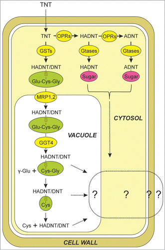 Figure 1. Schematic representation showing proposed detoxification pathway for 2,4,6 trinitrotoluene (TNT) in Arabidopsis roots. Mode of cellular TNT uptake and end fate of TNT-derived conjugates are still unknown. OPR, oxophytodienoate reductases; GSTs, glutathione transferases; GTases, glucosyl transferases; MRP1,2, multidrug resistance-associated protein; GGT, γ-glutamyl transpeptidase; HADNT, hydroxylamino dinitrotoluene; DNT, dinitrotoluene. Dotted lines represent putative pathways.