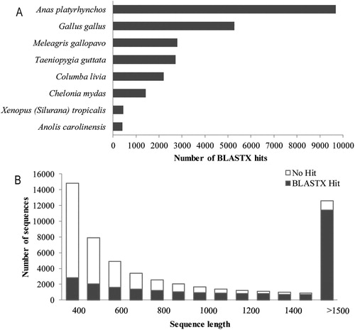 Figure 1. The length and species distribution of unigenes from the de novo assembled liver transcriptome. (A) Species distribution of the unigenes in the Shan Partridge duck de novo liver transcriptome with significant BLASTX Hits. Top scoring BLASTX Hits against the NCBI-NR protein database are depicted. The number of BLAST hits per species is shown on the x-axis. The 8 most represented species with proportions of more than 1% were shown in the histogram. (B) The distribution of sequence lengths was shown. Most of the sequences longer than 1500 had BLASTX hits.