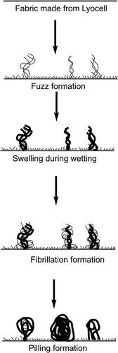 Figure 1. Mechanism of pilling formation in lyocell fibers.