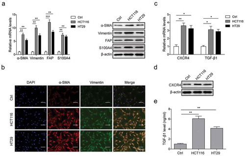 Figure 2. CRC cells induced CAFs differentiation in MSCs.(a) qPCR and western blot analysis for expression of CAFs markers α-SMA, Vimentin, S100A4 and FAP in mRNA and protein levels in MSCs co-cultured with HCT116/HT29 cells or not. (b) Immunofluorescence staining for α-SMA and Vimentin in MSCs with or without HCT116/HT29 cells co-culture. (c) qPCR and western blot analysis for mRNA levels of CXCR4 and TGF-β1 in MSCs co-cultured with HCT116/HT29 cells or not. (d) Western blot analysis for protein expression level of CXCR4 in MSCs in the presence or absence of co-culture. (E) ELISA analysis for TGF-β1 secretion from MSCs after HCT116/HT29 cells co-culture or not. * p < .05, ** p < .01, *** p < .001.