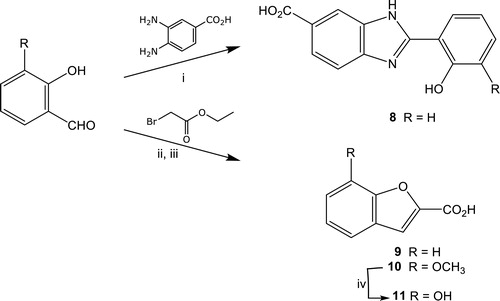 Scheme 1. Reagents and conditions: (i) Na2S2O5, dimethylacetamide, 100 °C, 12 h. (ii) K2CO3, DMF, reflux, 6 h; (iii) 2 N NaOH, THF, RT, overnight; (iv) BCl3 (1 M in anhydrous CH2Cl2), TBAI, anhydrous CH2Cl2, 0 °C, then RT, overnight.