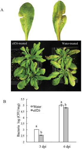 Fig. 4 (Colour online) The elf26 epitope from Ralstonia solanacearum conferred resistance to the pathogen in Arabidopsis thaliana. (a) Disease symptoms on Arabidopsis leaves pre-treated with elf26 or distilled water as a control 24 h before inoculation with GMI1000. This representative image was captured 8 days after inoculation. (b) Bacterial growth in Arabidopsis leaves pre-treated with elf26 or distilled water as a control before inoculation with GMI1000 was measured at 3 and 6 days after inoculation. Values represent the mean of three biological replicates. Significant differences were assessed by Student’s t-test (P < 0.05).