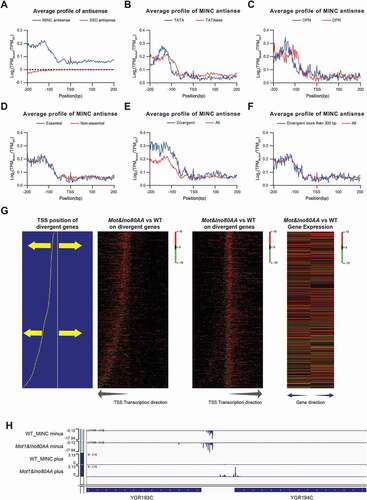 Figure 4. MINC regulate upstream antisense transcription initiation. A. The relative change of antisense transcription initiation around the TSS in the MINC and ssdΔ mutants versus WT. B. Average profiles of the relative change on antisense transcription initiation in the MINC mutant versus WT around the TSS in TATA-containing and TATA-less groups. C. Same as B except in OPN and DPN groups. D. Same as B except in essential and non-essential groups. E. Same as B except in divergent promoters and all genes. F. Same as B except in divergent promoters with TSS distance more than 300 bp and all genes. G. Heatmap of relative changes of transcription initiation in the MINC mutant versus WT around the TSS on divergent promoters. The gene pairs with divergent promoters were sorted by the distance between the two TSS and illustrated at the left panel. Heatmap of relative changes of transcription initiation with different directions are shown in the middle panel, and the transcription direction is labelled on the bottom. The relative change of gene expression on the left of the right genes is shown in the right panel. H. Genome Browser example of both upregulated TCs on a divergent promoter