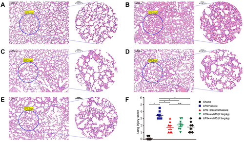 Figure 6 Histopathological evaluations (H&E staining) of ALI in LPS-treated mice. (A) The sham group; (B) LPS-induced model group; (C) LPS and dexamethasone treatment group; (D) LPS and α-MMC treatment group (0.1 mg/kg); (E) LPS and α-MMC treatment group (0.3 mg/kg); (F) Lung injury score. The data shown are individual values with the mean ± SEM; n = 8. *P < 0.05 significantly different from the sham group; # P < 0.05 significantly different from the LPS-induced model group; n.s. no significant difference from the control group. One-way analysis of variance, Tukey’s multiple comparison tests. Scale bar, 200 μm for 5× magnification images and 100 μm for 10× magnification images.