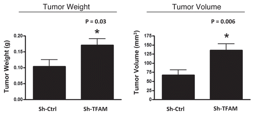 Figure 6 TFAM-deficient fibroblasts promote tumor growth. We used an in vivo murine xenograft model to evaluate the tumor-promoting properties of TFAM-deficient fibroblasts. Fibroblasts were co-injected with MDA-MB-231 breast cancer cells into the flanks of immuno-deficient nude mice. After 4 weeks, the tumors were harvested and subjected to detailed analysis. sh-TFAM fibroblasts were able to promote tumorigenesis, with an up to 2-fold increase in tumor growth. This represents an ∼1.6-fold increase (p = 0.03) in tumor weight and an ∼2.1-fold increase (p = 0.006) in tumor volume.