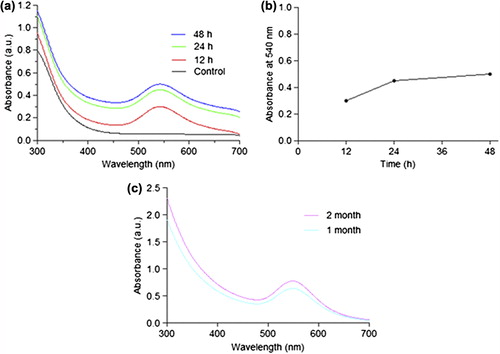 Figure 2. The optical absorption spectra of gold nanoparticle at different time intervals (a) Absorbance of gold nanoparticles against wavelength (control, 12h, 24h, and 48h); (b) The graph shows relationship between optical absorbance of gold nanoparticles with incubation time; (c) Stability of gold nanoparticles at room temperature (1 month and 2 month).