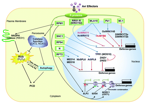 Figure 2. Plant defense responses associated with ETI. Reactive oxygen species (ROS) production plays important roles in plant defense response during ETI (left). Plasma membrane-localized NADPH oxidases contribute to the production of ROS in plant apoplast, which triggers programmed cell death (PCD). In plants, these NADPH oxidase are called respiratory burst oxidase homologs (RBOHs). Catalase is an anti-oxidative enzyme that prevents accumulation of peroxisomal ROS. CAT2 (Catalase 2) and NCA1 (no catalase activity 1), which are required for catalase activities in plants, should in theory prevent PCD. However, both CAT2 and NCA1 contribute to autophagy-dependent PCD. In addition to the primary pro-death function of autophagy, autophagy downregulates ROS signaling in older plants or under long day condition. Autophagy limits PCD by a negative feedback pathway. Integrated model depicts selected transcriptional regulators associated with diverse R proteins to control the expression of defense genes (right). Association of R protein RRS1-R (WRKY52) with its cognate effector causes activation of defense genes, perhaps through derepression of transcriptional activity of WRKY domain or activation of other regulators. Upon avr pathogen infection, diverse activated R proteins MLA10, Pb1, SNC1, RPS4, and N are able to activate HvMYB6, OsWRKY45, TPR1, AtSPL6, and NbSPL6, respectively through protein-protein interactions, thus resulting in induction of defense genes. After perception of specific effector, MLA10 associates with HvWRKY1/2 repressors and thereby de-repress immune response. In addition, activated MLA10 enables to release HvMYB6 from HvWRKY1 repressor, which antagonistically associates with DNA binding domain of HvMYB6. The corepressor TRP1 represses transcription of two negative regulators of plant defense (DND1 and DND2), leading to induction of defense responses. Transcription of two tomato SIWRKY72 genes (SIWRKY72a and SIWRKY72b) are upregulated in defense response triggered by Mi-1 and these genes are required in Mi-1-mediated resistance. Both MED14 and MED16 are involved in induction of a large number of defense genes and resistance to RPT2. Blue lines indicate that diverse R proteins activate (arrows) or repress (truncated lines) activities of corresponding transcriptional regulators after perception of avr effectors. Dark red lines indicate that representative transcriptional (co)factors positively (arrows) or negatively (truncated lines) regulate transcription of downstream defense genes. Simple model for ELP2, SDG8 and MORC1 (CRT1)-mediated epigenetic control of transcriptome reprogramming in ETI is shown below. The histone acetyltransferase (HAT) activity of ELP2 for histone acetylation positively regulates defense genes including NPR1, PR1, PR2, PR5, EDS1, and PAD4. In addition, as a DNA demethylase, it reduces DNA methylation levels in NPR1 promoter and PAD4 coding regions after infection of Pst DC3000 avrRpt2, resulting in induction of NPR1 and PAD4. The histone lysine methytransferase SDG8, which trimethylated histone 3 lysine 36 (H3K36), is required for induction of LAZ5 (RPS4-like) and RPM1 R genes. Loss of SDG8 increases monomethylated H3K36 levels that probably is a general mark for transcription represson of a subset of R genes including RPM1. MORC1 (CRT1) causes heterochromatin condensation and is required for RPM1-mediated defense signaling. Avr Effectors, avirulence proteins; R, resistance proteins; PM, plasma membrane; RBOH, respiratory burst oxidase homolog; CAT2, catalase 2; NCA1, no catalase activity 1; ROS, reactive oxygen species; PCD, programmed cell death; RPM1, a CC-NB-LRR protein conferring resistance to Pseudomonas syringae pv Maculicola 1 (RPM1); RRS1-R, recessive resistance to Ralstonia solanacearum 1; MLA10, mildew A10 R protein; Pb1, Panicle blast 1; Mi-1, tomato cultivar Motelle; SNC1, a TIR-NB-LRR protein identified from suppressor of npr-1, constitutive 1 (SNC1); RPS4, resistance to P. syringae 4; N, Nicotiana TIR-NB-LRR receptor N; RPT2, resistance to P. syringae pv tomato 2; HvWRKY1/2, OsWRKY45 and SlWRKY72a/b, WRKY DNA-binding domain transcription factors in Hordeum vulgare (Hv), Oryza sativa (Os) and tomato Solanum lycopersicum (Sl); HvMYB6, R2R3 type MYB6-like transcription factor; MED14/16, mediator 14/16; NbSPL6 and AtSPL6, Squamosa promoter binding protein-like 6 (SPL6) transcription factors in Nicotiana benthamiana (Nb) and Arabidopsis thaliana (At); TPR1 (MOS10), Topless-related 1 (modifier of snc1, 10); DND1/2, Defense no Death1/2; ELP2, Elongator subunit 2; SDG8, SET (Su[var]3–9, E[z] and Trithorax conserved) DOMAIN GROUP 8; MORC1 (CRT1), Microrchidia 1 [MORC1] ATPase (compromised recognition of TCV-1 [CRT1]); Me, methylation; Ac, acetylation.