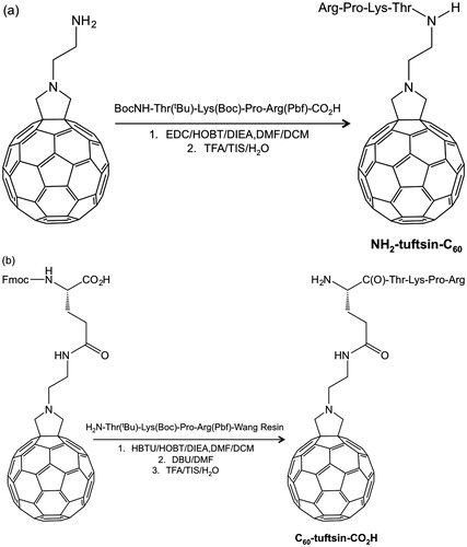 Figure 4. Two routes to the C60 conjugate with the immunemodulating peptide tuftsin (Thr-Lys-Pro-Arg), yielding (a) NH2–tuftsin–C60 and (b) C60–tuftsin–CO2HCitation27. Boc: tert-butyloxycarbonyl: Pbf: 2,2,4,6,7-pentamethyl-2,3-dihydrobenzofuran-5-sulfonyl; EDC: 1-ethyl-3–(3-dimethylaminopropyl) carbodiimide; HOBT: 1-hydroxybenzo-triazole; DIEA: diisopropylethylamine; DMF: dimethyl sulfoxide; DCM: dichloromethane; TFA: trifluoroacetic acid; TIS: triisopropylsilane; HBTU: O-benzotriazole-N,N,N′,N′-tetramethyl-uronium-hexafluoro-phosphate; DBU: 1,8-diazabicyclo[5,4,0]undecen-7-ene.