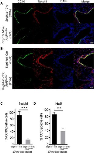 Figure 6 Expression levels of Notch1 signaling molecules are reduced in club cell-specific AhR-null mice. Lung sections were stained for Notch1 (red; (A)) or Hes5 (red; (B)) and CC10 (green) and DAPI (blue)), and the quantification data were showed in (C) and (D) (mean ± SEM scores were obtained from 3 animals), respectively. **P < 0.01, ***P < 0.001 (t tests).