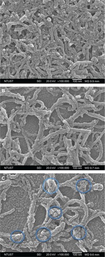 Figure 2 Scanning electron microscopy images of multiwalled (A) oxidized, (B) heparin, and (C) polyglycolic acid carbon nanotubes. The blue circles in (D) denote the formation of polymeric micelles on multiwalled carbon nanotubes (MWCNTs).Abbreviations: NTUST, National Taiwan University of Science and Technology; SEI, second electron imaging; WD, working distance.