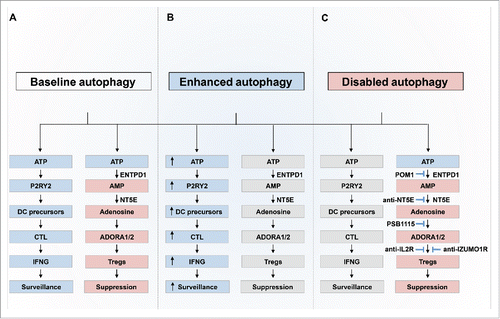 Figure 1. Extracellular ATP metabolism in cancer immunosurveillance. (A) Extracellular ATP metabolism from immunostimulatory ATP to immunosuppressive adenosine. ATP is released in an autophagy-dependent manner from tumor cells exposed to immunogenic chemotherapy. Extracellular ATP acts on the nucleotide receptor P2RY2 (Purinergic Receptor P2Y) expressed by dendritic cell (DC) precursors, ultimately leading to recruitment of IFNG (Interferon gamma)-producing cytotoxic T lymphocytes (CTLs) into the tumor bed. (B) Therapeutic improvement of anticancer immunosurveillance by enhancing autophagy leading to an increase in extracellular ATP. (C) Immunostimulation by suppression of the generation of adenosine or depletion of regulatory T cells (Treg). When autophagy is disabled, ATP undergoes 2-step degradation reactions to adenosine through the activity of the ectoATPase ENTPD1/CD39 and the ectonucleotidase NT5E/CD73. Adenosine acts on ADORA1/2 (adenosine A1/2 receptor) expressed by Treg thus mediating immunosuppression. Inhibition of adenosine generation (POM1 [polyoxometalate-1], anti-NT5E/CD73), treatment with an ADORA antagonist (PSB1115) or Treg depletion (anti-IL2R [interleukin 2 receptor], anti-IZUMO1R/FOLR4 [IZUMO1 receptor, JUNO) are therapeutic strategies that reinstate proficient antitumor immunesurveillance.