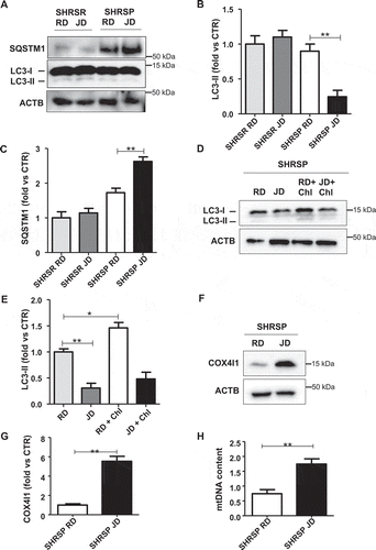 Figure 1. Autophagy and mitophagy were downregulated in brains of high salt-fed SHRSP. (A-C) Representative western blots for LC3 and SQSTM1 and corresponding densitometric analyses in SHRSP and SHRSR fed with either regular diet (RD) or high salt Japanese style diet (JD) for 4 weeks (n = 6 for each group). (D-E) Autophagic flux in SHRSP fed with either RD or JD for 4 weeks. At the end of treatment, a single administration of chloroquine (Chl) was performed; a representative western blot for LC3 is shown (n = 3). (F-H) Analysis of mitophagy in SHRSP fed with either RD or JD for 4 weeks (n = 6 for each group); a representative western blot for COX4I1 with densitometric analysis (F-G) and mitochondrial DNA content (H) are shown (n = 6). Results are presented as mean values ± SEM; *p < 0.05 **p < 0.01 for the indicated comparisons.