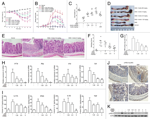 Figure 3. Andrographolide alleviates experimental colitis induced by DSS in mice. Mice were treated with 2.5% DSS in their drinking water for 7 d to induce acute colitis. Andro was administered daily via i.p. injection. Mice were sacrificed on d 10 after colitis induction. (A) The body weight of the mice was measured and presented as a percentage of the original body weight. (B) The disease activity index was calculated. (C) The length of the colon was measured when the mice were sacrificed. (D) The colon was photographed. (E and F) Paraffin-embedded colon sections were stained with H&E for light microscopy assessment of epithelial damage. (G) MPO activity in colonic tissues was detected. (H) RNA was extracted from colonic tissues, and mRNA expressions of Il17a, Ifng, Il1b, and Tnf were determined by real-time PCR. (I) Protein levels of various cytokines in colon homogenates were examined by ELISA. (J) Expression of p-RELA was analyzed by immunochemical staining of paraffin-embedded colon sections. (K) Expression of p-RELA among colonic proteins was examined by western blotting. Values are mean ± SEM of 6 mice/group. *P < 0.05, **P < 0.01 vs. DSS-treated group. Andro, andrographolide. Sulfa, Sulfasalazine.