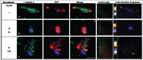Figure 2. Effect of nocodazole on α tubulin 1 and PrPC colocalization. HpL3–4 cells were transfected with Prnp (PrP+/+) and then treated with nocodazole (4 μM) for different time intervals. α tubulin 1 (green) and PrPC (red) were stained in (A) untreated cells and in nocodazole treated cells (3 and 24 hours) (B-C). Nuclei were stained with TO-PRO-3 fluorescent dye (Life-technologies). Distribution of PrPC and α tubulin 1 were analyzed using anti-PrPC (3F4) and anti-α tubulin 1 antibodies (Leica TCS SPE microscope). The scatter plots show the quantitative localization of α tubulin 1 and PrPC. After 3 h of treatment with nocodazole there was a significant loss of colocalization between α tubulin 1 and PrPC as compared to untreated cells. After 24 h of treatment colocalization of both proteins increased. At least 25 cells were observed per condition per experiment with an equal exposure time (Scale bar: 10 μm). The scatter plots of the individual pixels from paired images were generated by Image (WCIF plugin) software.