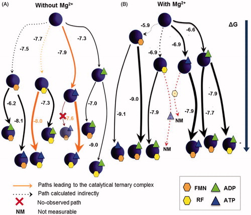 Figure 3. Gibbs free energy diagrams for the interaction of SpnFADS with its ligands. Titrations performed (A) without MgCl2, and (B) with 0.8 mM MgCl2. Numbers indicate the ΔG value in kcal mol−1. The arrows thickness is proportional to the protein fraction able to bind the ligand. NM denotes paths where the reaction heat would mask the binding enthalpy.